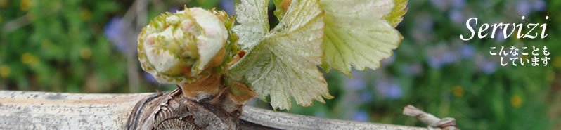 C^ACTCg@VinoVinoVino.com