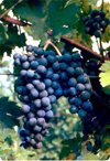 Corvina RB[i